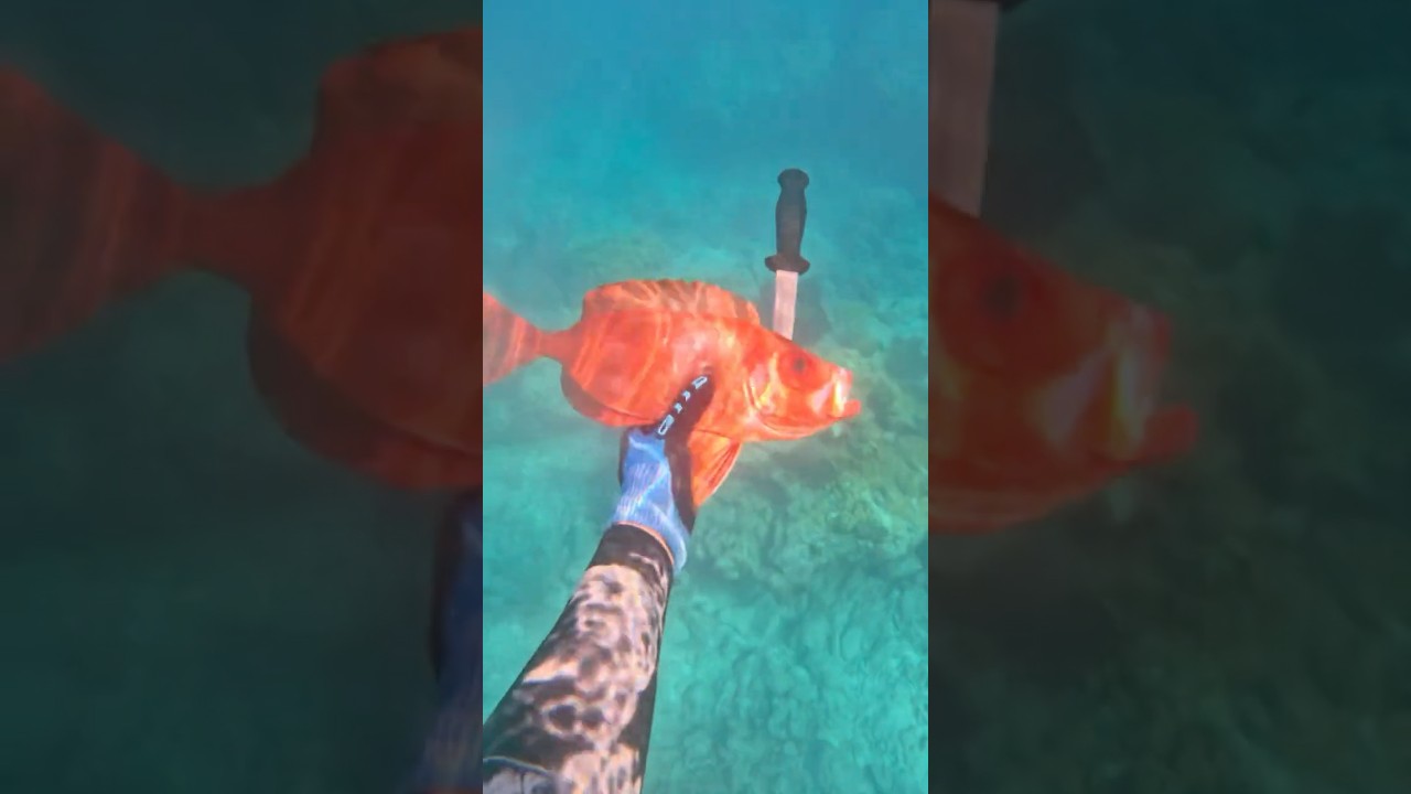 Fishing for Red Snapper for Dinner 🎣