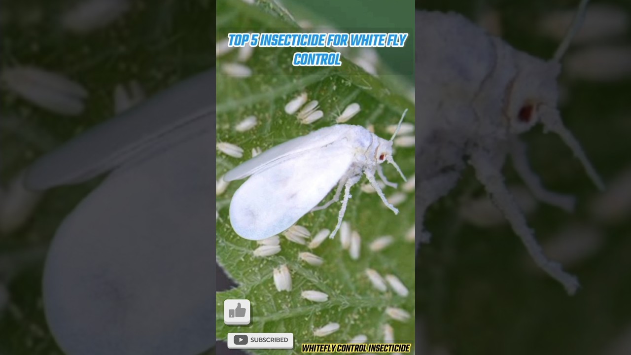Top 5 Insecticides to Control Whiteflies 🌿