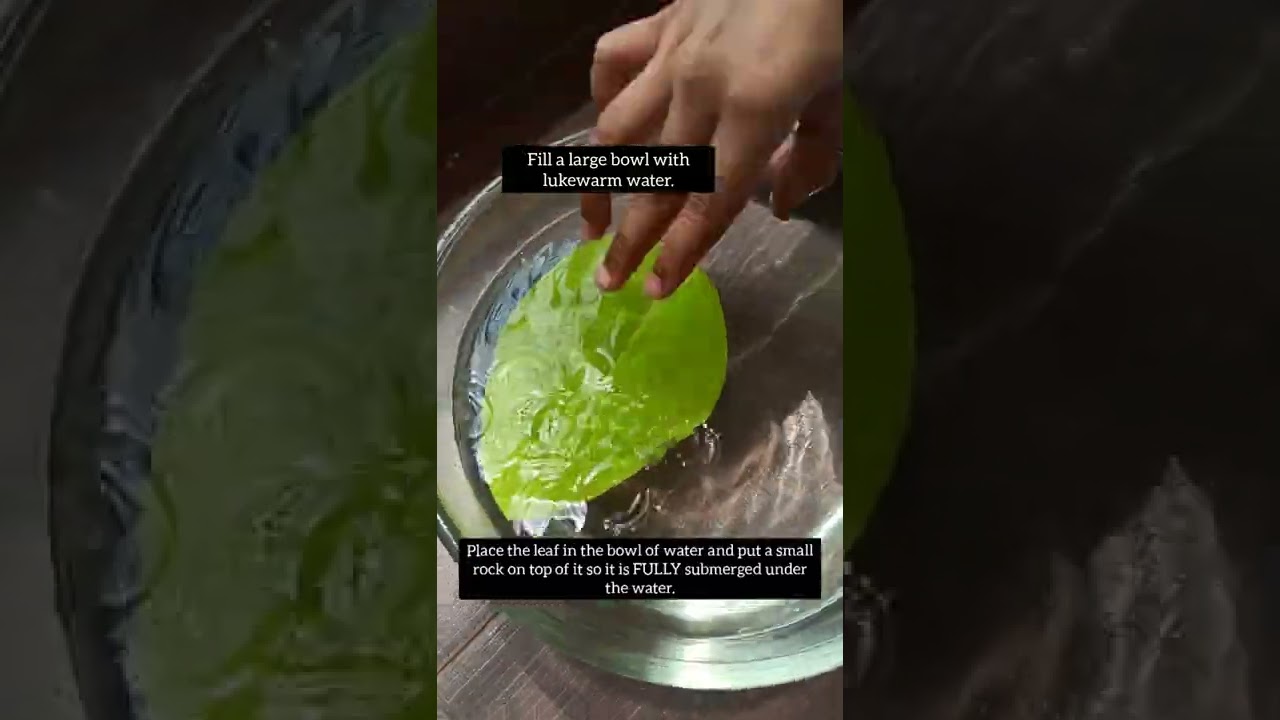 How Do Leaves Breathe? 🌿 Simple Science Test