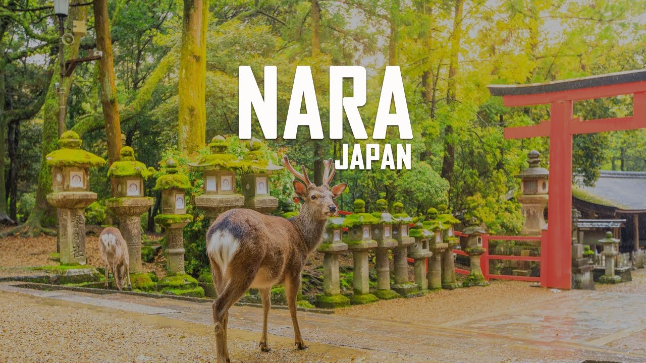 Top 9 Things to Do in Nara, Japan 🌸