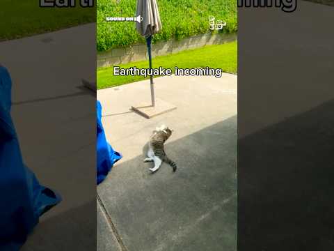 Earthquake Ruins Cat's Sunbathing Time