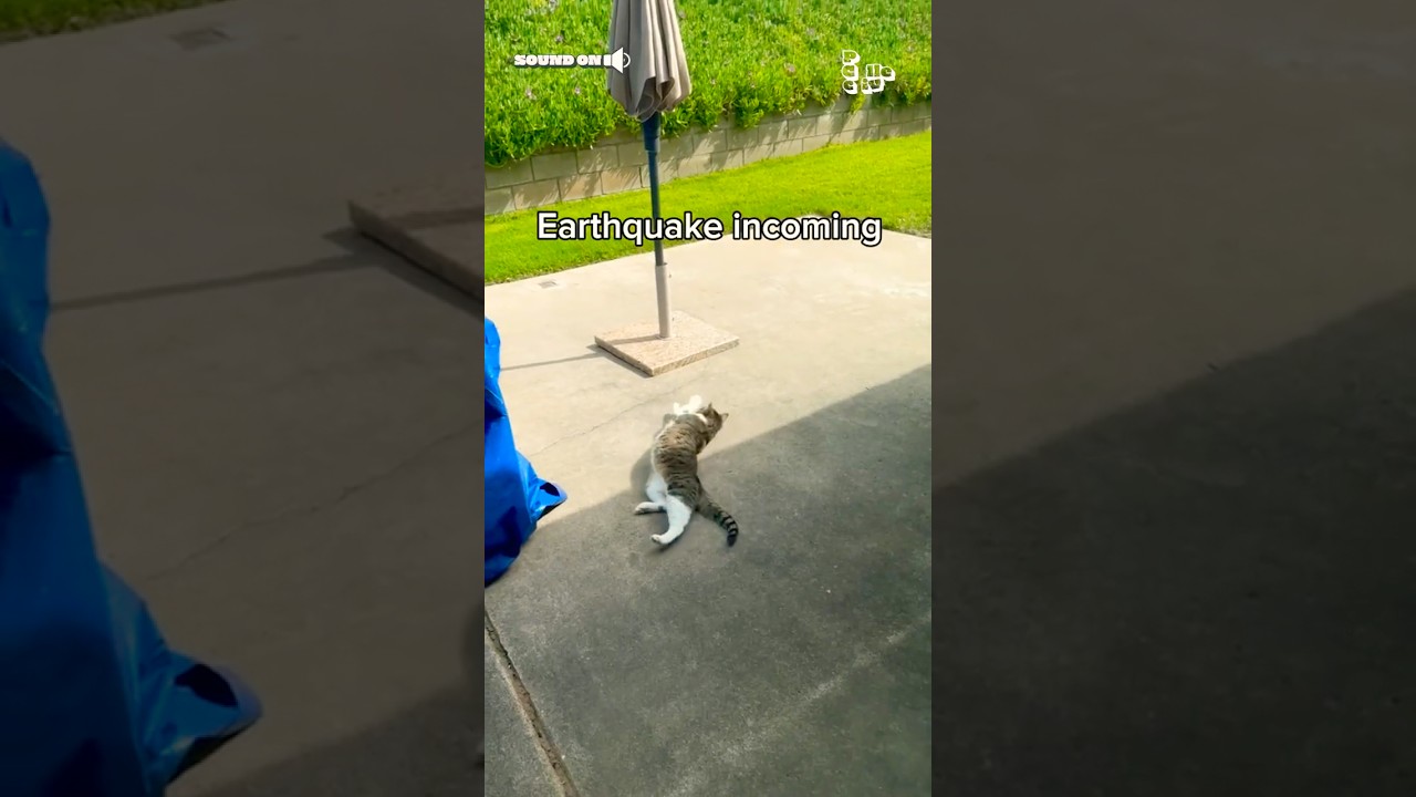 Earthquake Disrupts Cat's Perfect Sunbathing Moment 🌞