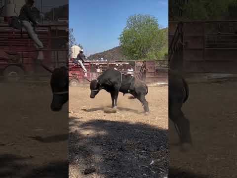 Crazy bulls👿👿#funnyvideos #funnyanimal #bull #buffalo #bison #fyp