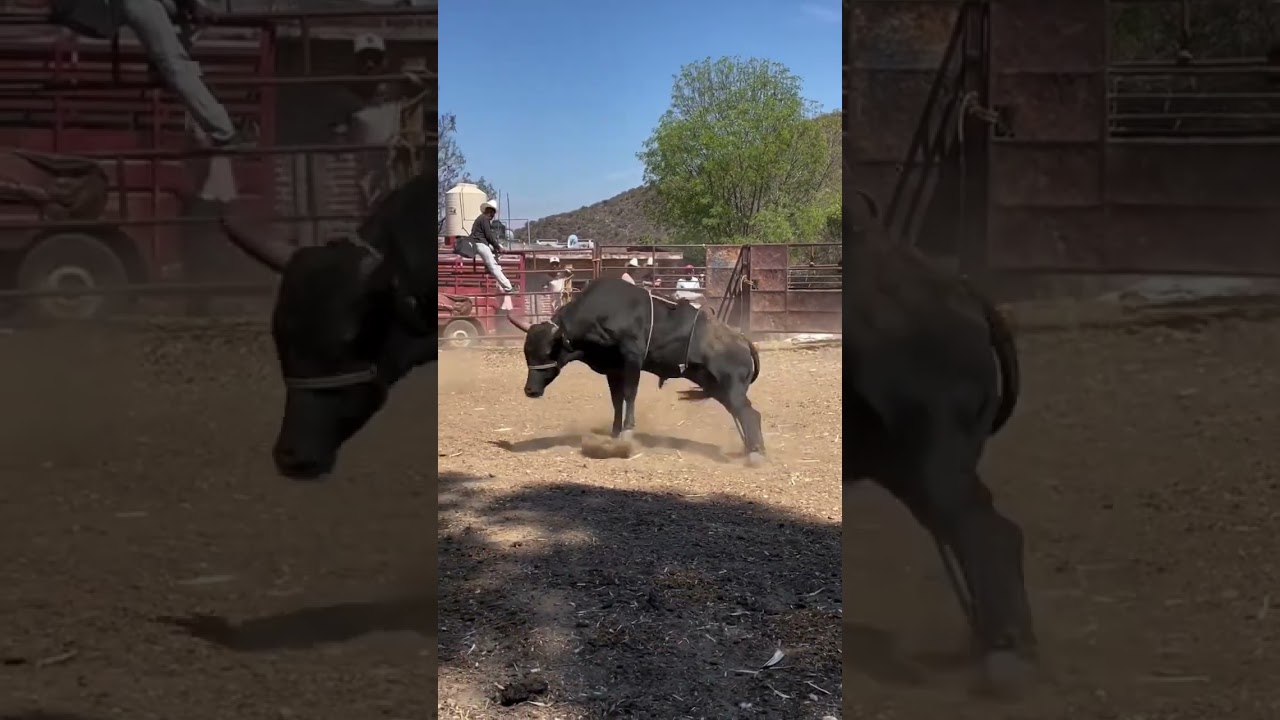 Hilarious Bull Moments 🤪