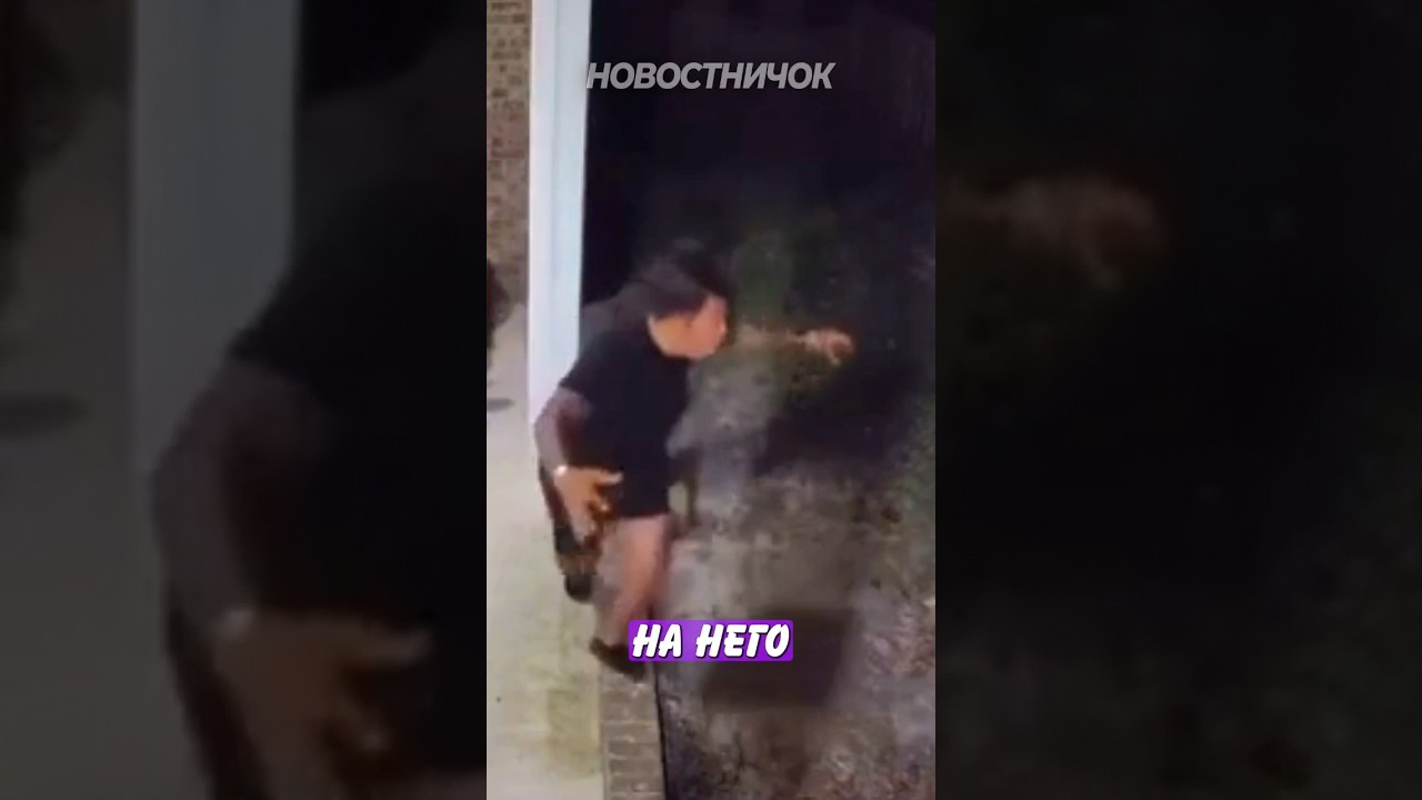 Медведь напал на собаку в США 🐻