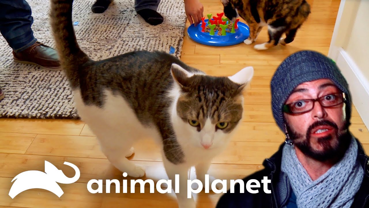 Two Cats Constantly Have Bloody Battles | My Cat From Hell | Animal Plane