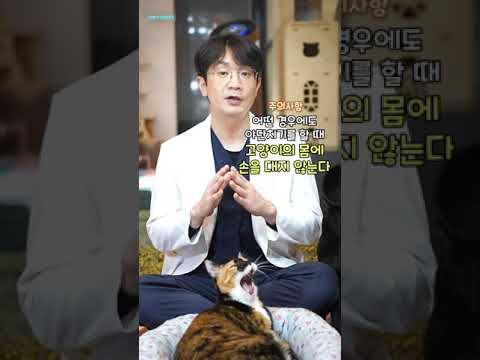 고양이 야단치는 방법