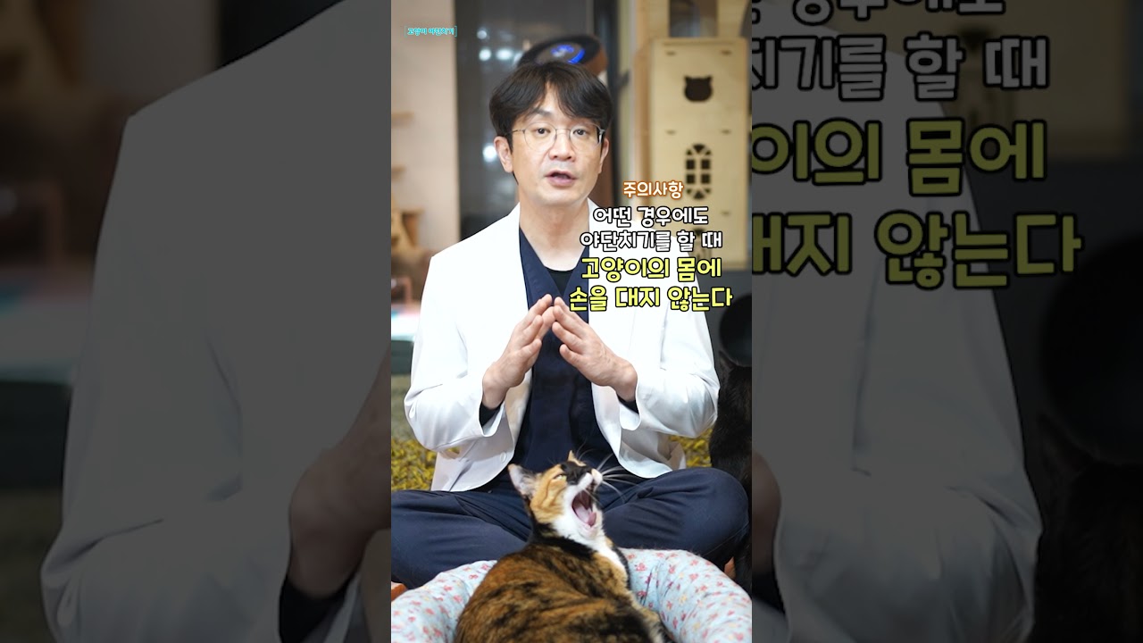 고양이 야단치는 효과적인 방법 🐱 쉽게 배우는 교육 팁!