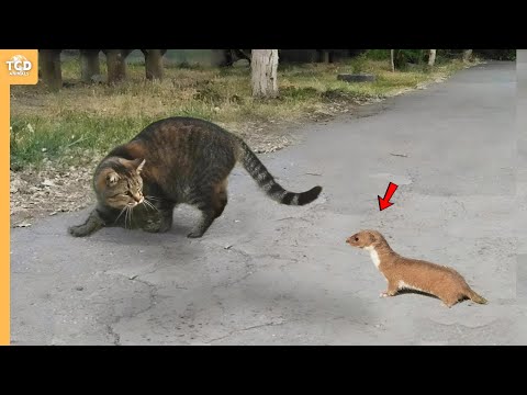 Weasel Faced Cat And Quickly Regrets It!