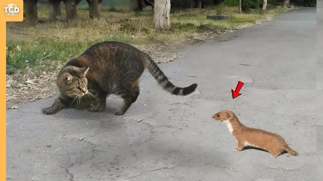 Fearless Weasel Gets a Surprise from a Dominant Cat 🐱