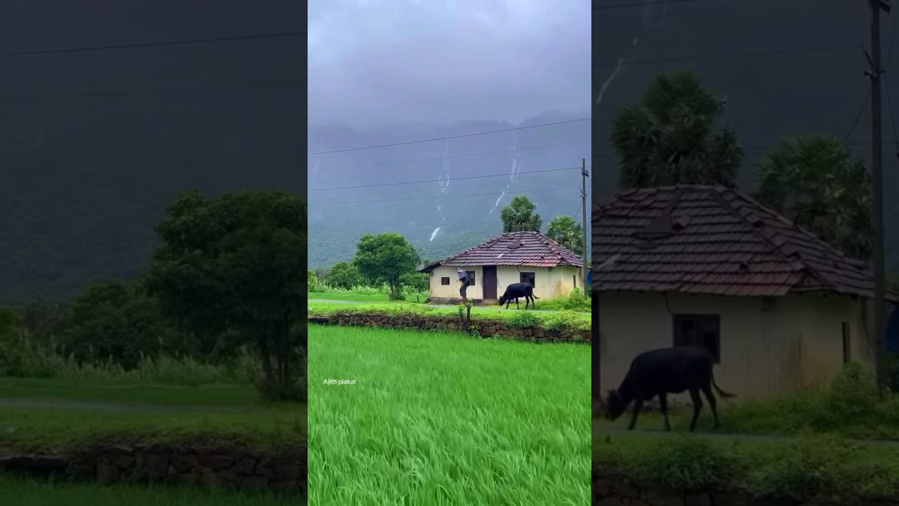 Summer vs Monsoon in Kollengode: A Natural Comparison