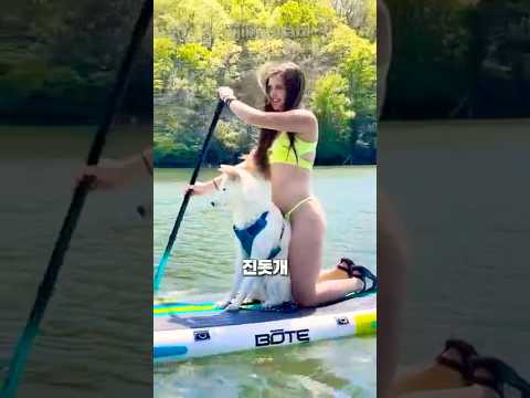 미국서 다시 주목받는 진돗개 🐕