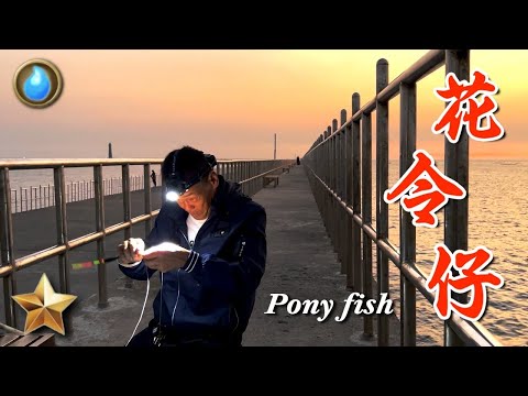 野味52集 | 花令仔 | 香酥花令 鮮魚湯 | pony fish | 萍哥Pinger