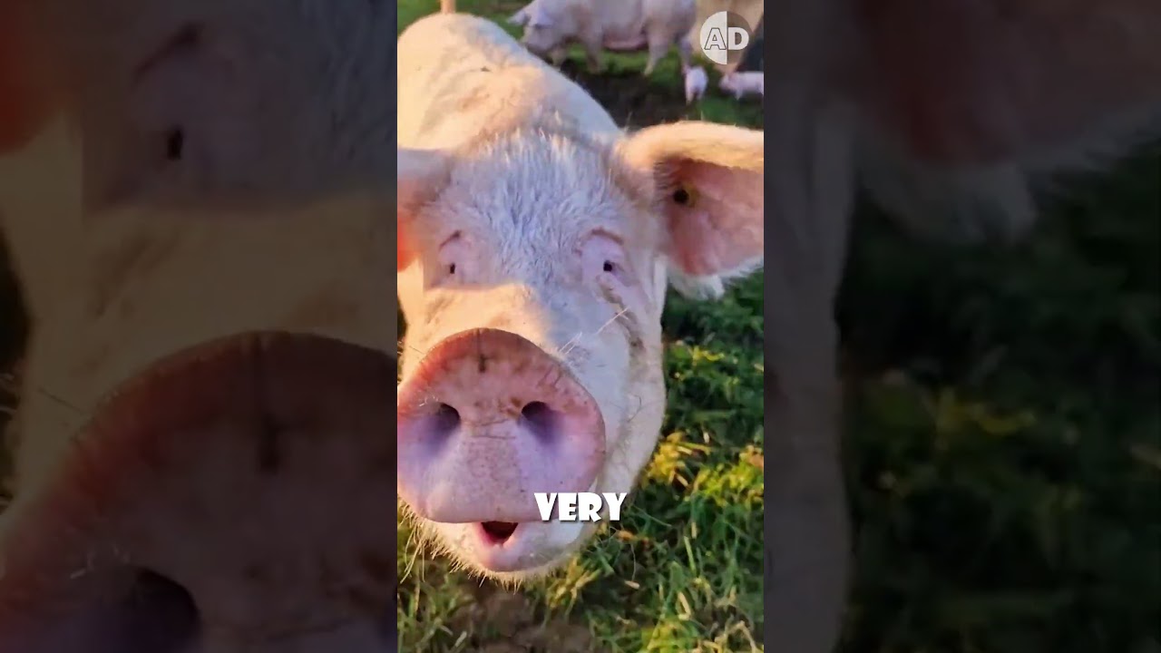 Pigs Are Natural Truffle Hunters, BUT…!