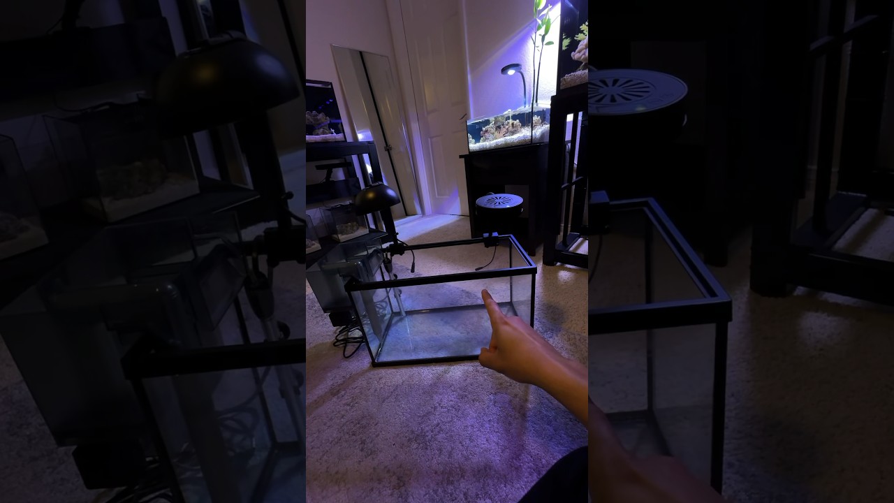 Ultimate Budget Nano Reef Build Guide 🐠