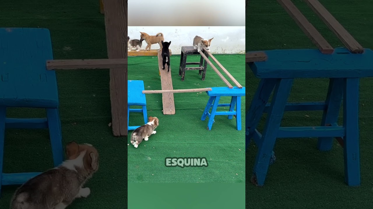 Pista de obstáculos desafiante para perros 🐶