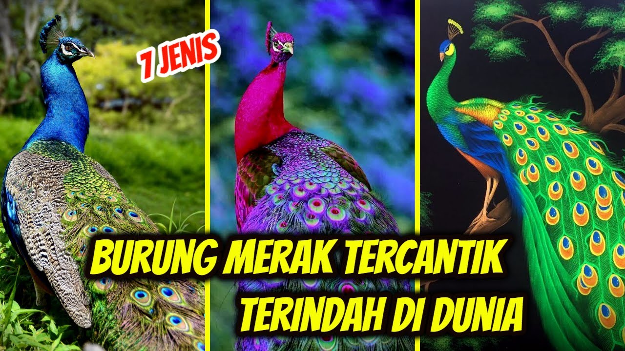 7 Jenis Burung Merak: Ciri dan Habitatnya 🦚