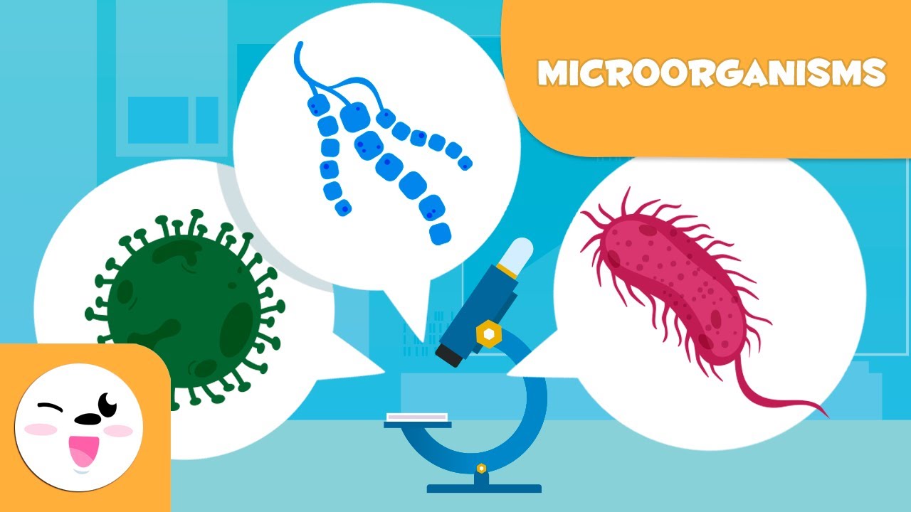 Microorganisms: Bacteria, Viruses & Fungi 🦠