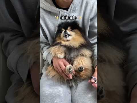 What To Expect When Getting A Pomeranian π #shorts #dog