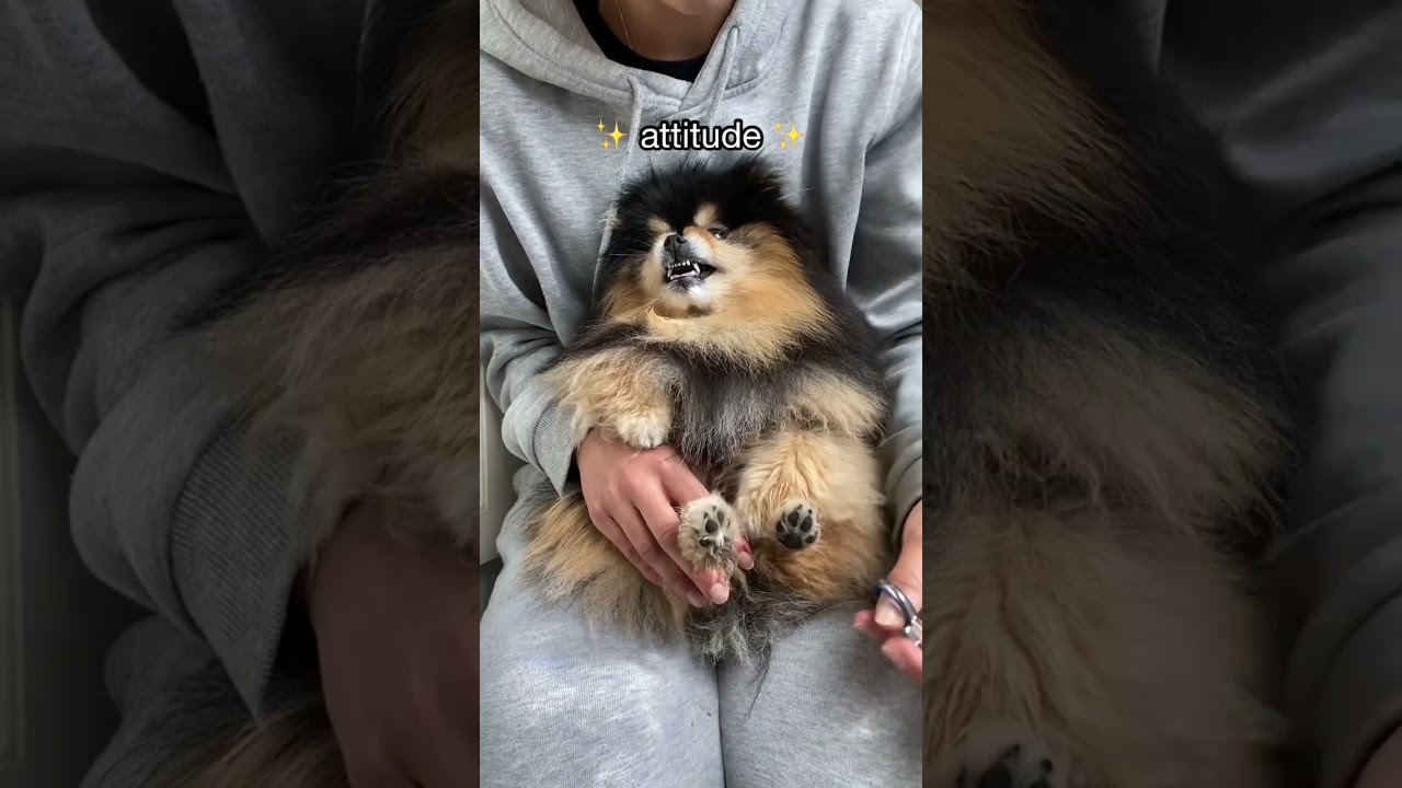 What to Expect When Bringing Home a Pomeranian πΆ | Essential Tips & Insights