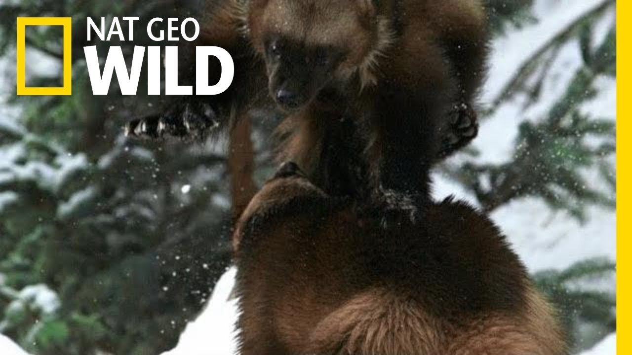 Alaska's Deadliest: Wolverine Showdown 🐾