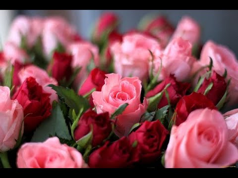 Ирина Аллегрова - с Днём Рождения!