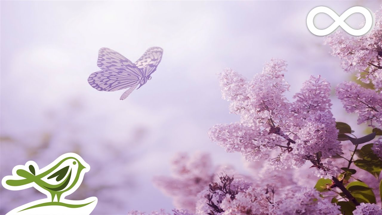 Always: Relaxing Piano & Nature Photos 🎶