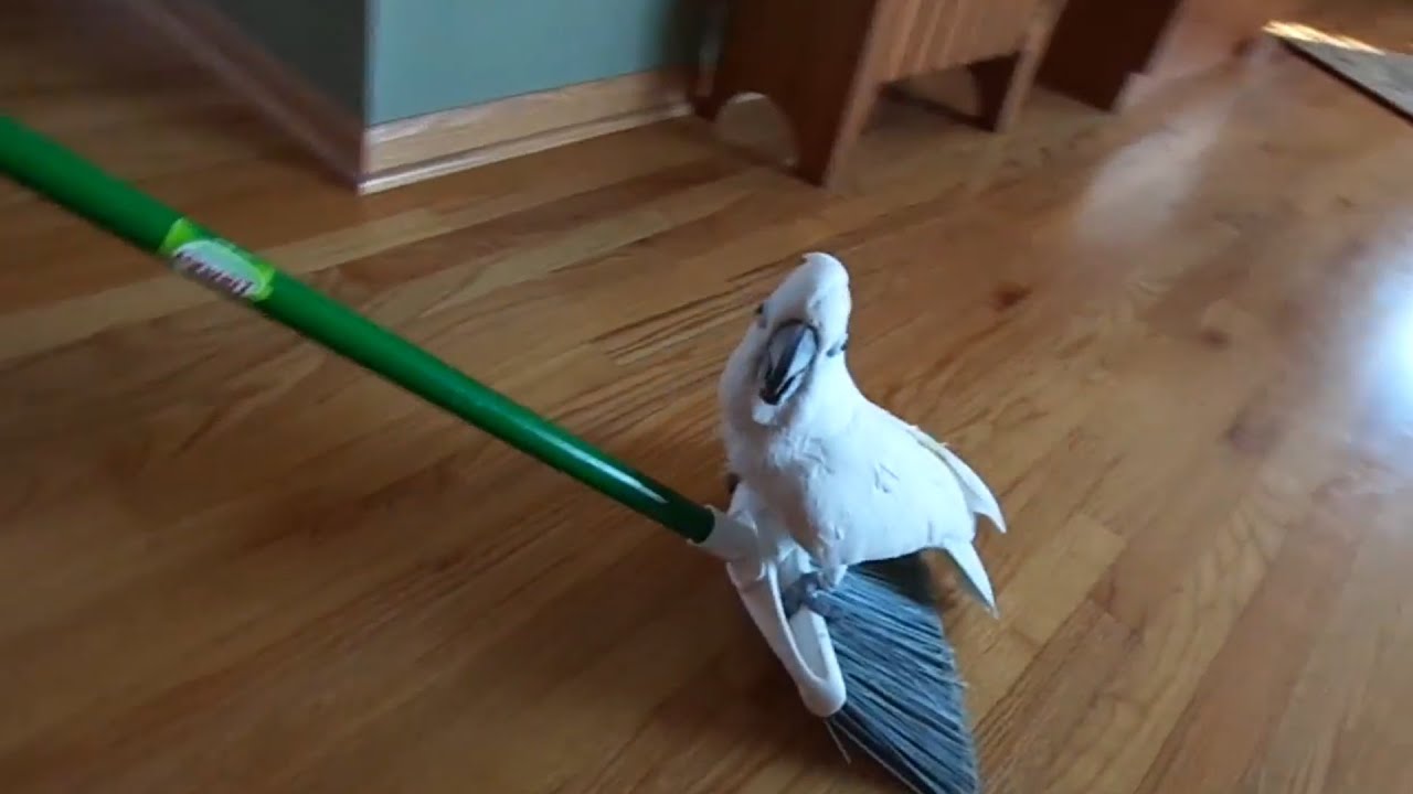 Try Not To Laugh: Funny Bird Compilation 🐦