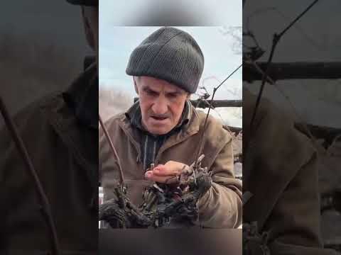 How to select and clean the ingredients properly