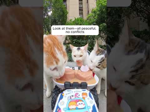 Feeding Stray Cats with a Hidden Camera #cats #cuteanimals #straycats #feeding #hiddencamera #funny