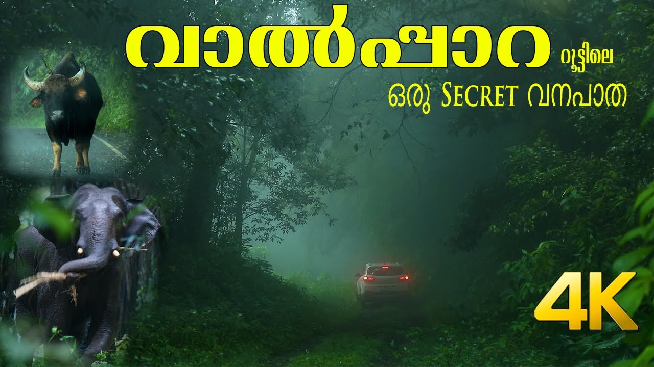 Hidden Forest Road: Athirapally to Valparai 🌿