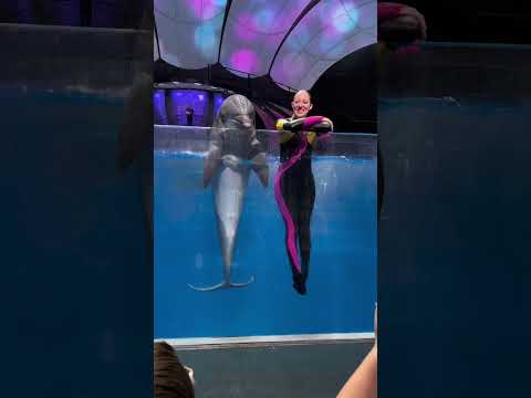 @georgiaaquarium #dolphin #show was so fun! The #aquatictraining is so impressive!