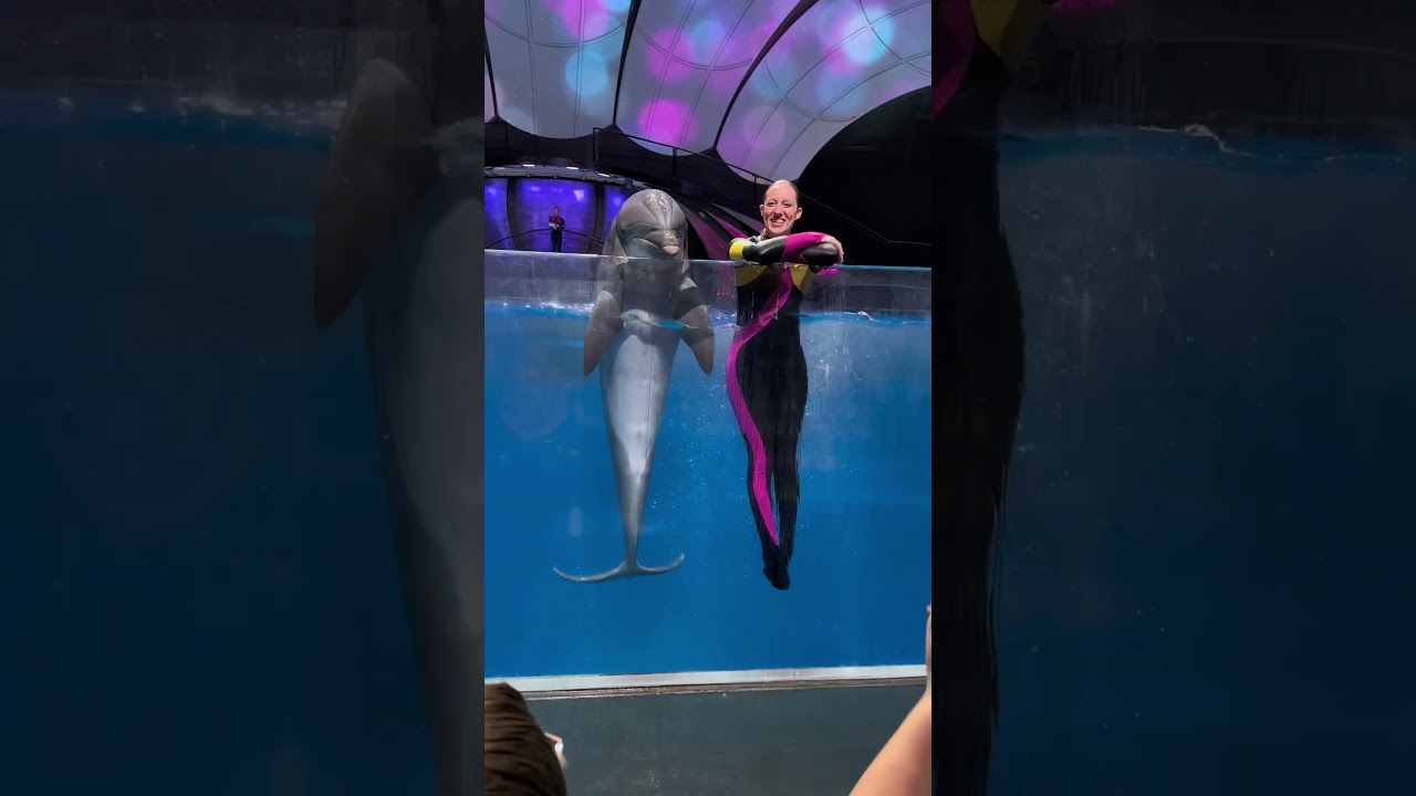 Enjoyed the Dolphin Show at Georgia Aquarium 🐬