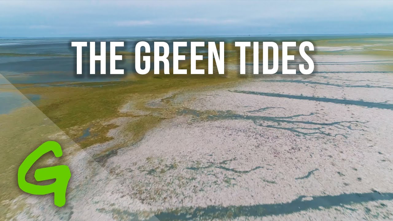 The Truth About Industrial Meat & Green Tides 🌿