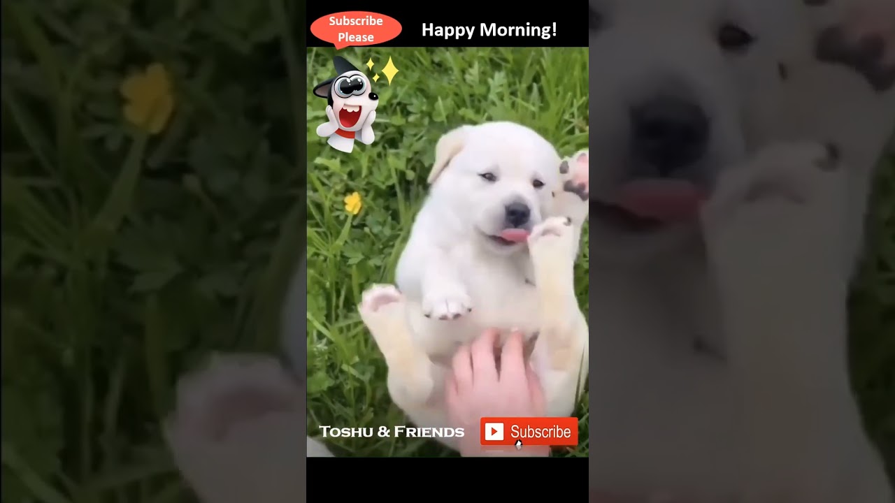 Cute Dog Enjoys Tickling 🐶 | Toshu & Friends