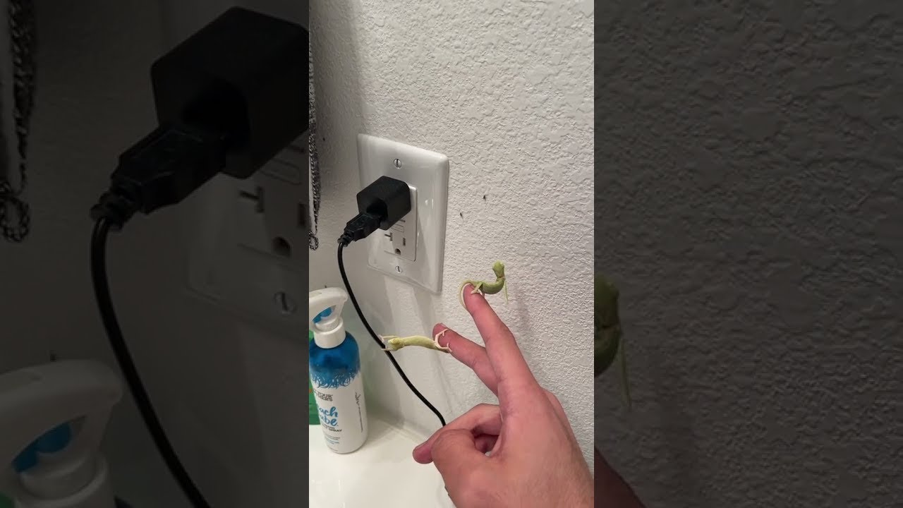 Baby Chameleons Catch Fruit Flies 🦎