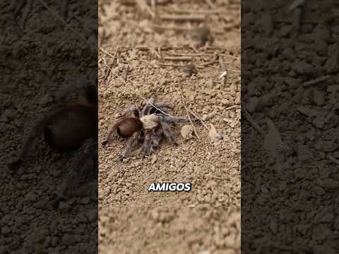 Conheça a maior AMIZADE da NATUREZA #bicho #animal #curiosidade