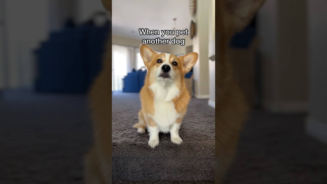 Jealous Corgi Causes Mischief 🐶
