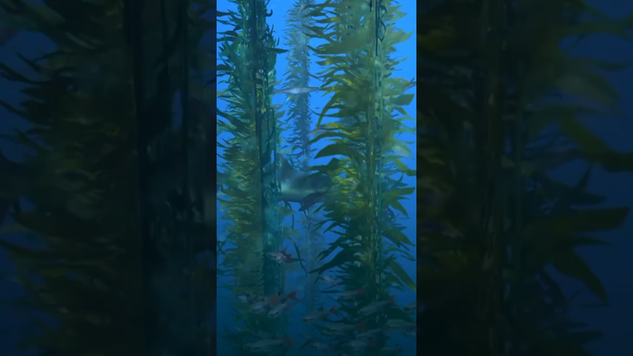 Underwater Seaweed Forests 🌱