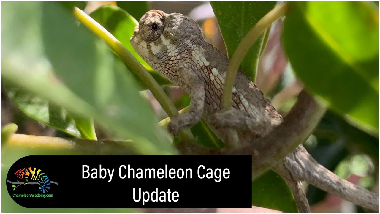 Jackson's Chameleon Cage Update 🦎