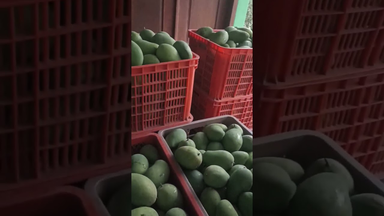 Kuli Angkut Mangga Lur 🚚