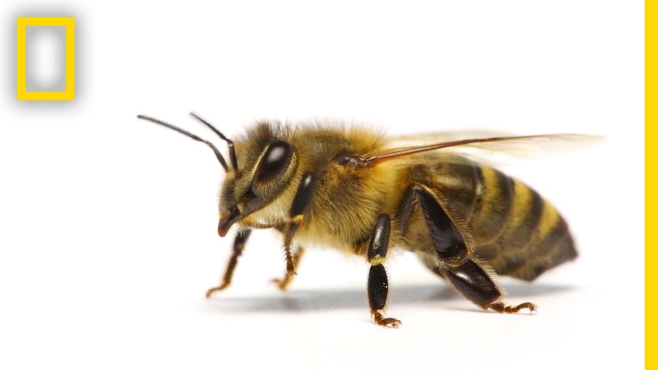 How Honeybees Get Their Roles ๐