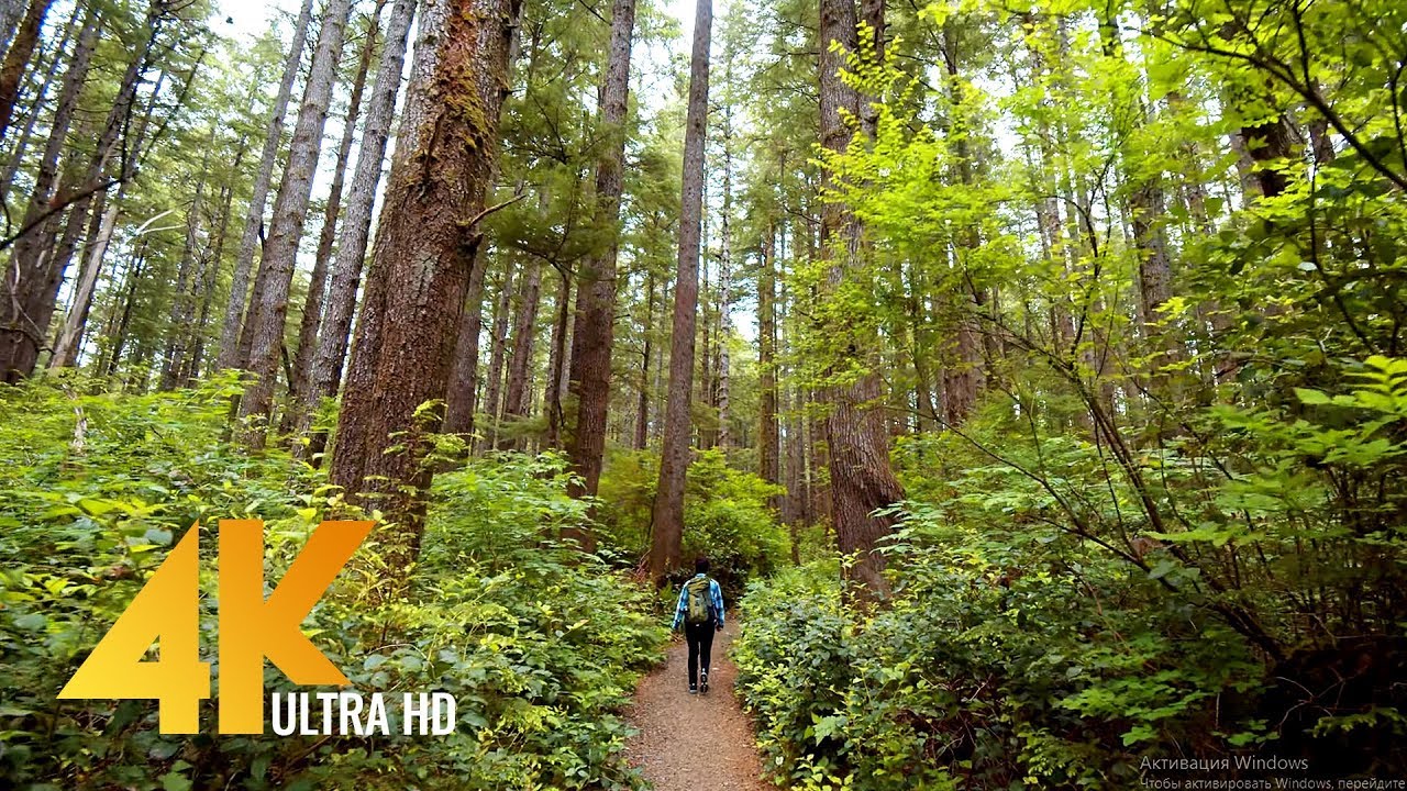 4K Walking Tour through Olympic National Park - 4K 10Bit Color