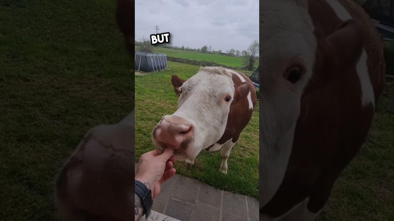 The Polite Cow 🥺❤️ #shorts