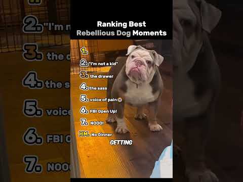 Ranking The Top 7 Best Rebellious Dog Moments