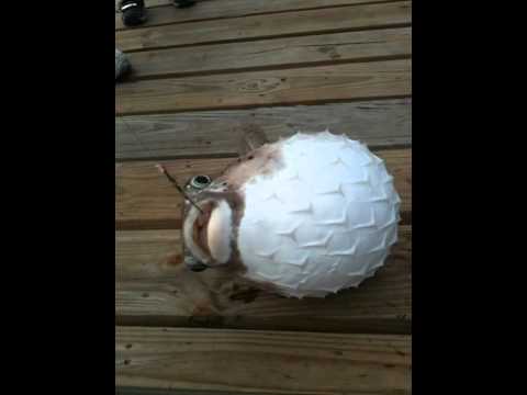 Puffer Fish Survives Without Exploding 🐡