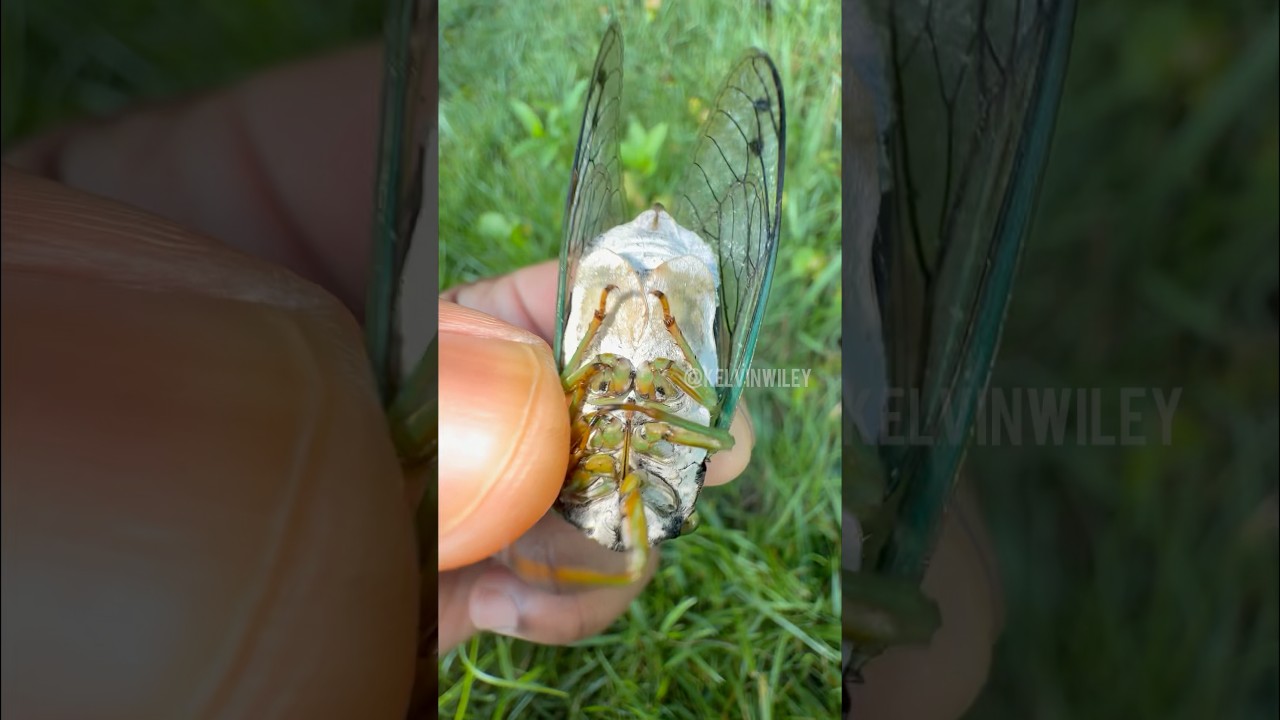Noisy Swamp Cicada Handling!