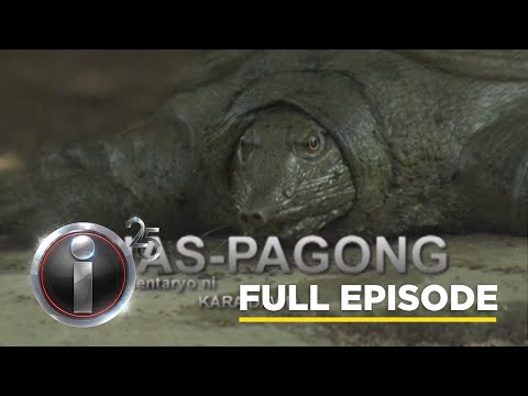 ‘Ahas-Pagong,’ dokumentaryo ni Kara David (Full Episode) | I-Witness