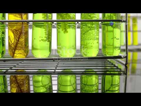 Algae Farming: The Future of Sustainable Energy and Food!