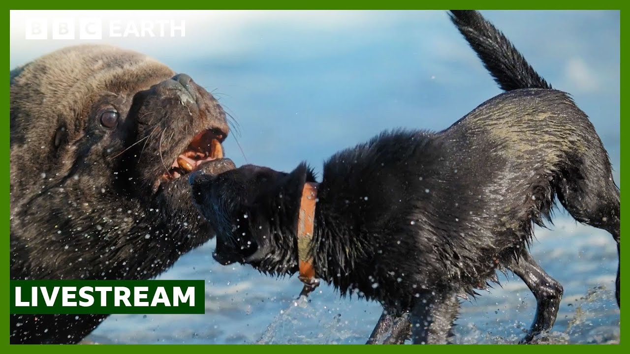 🔴 Top 10 BBC Earth Moments of 2024